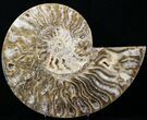 Stunning Choffaticeras (Daisy Flower) Ammonite #29153-1